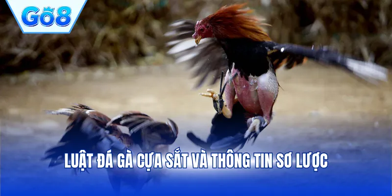 Luật đá gà cựa sắt và thông tin sơ lược